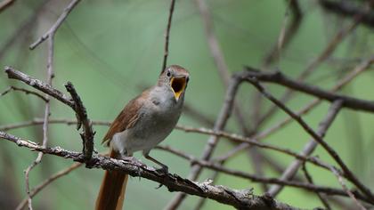 Common Nightingale
