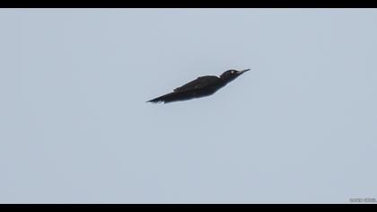 Black Woodpecker