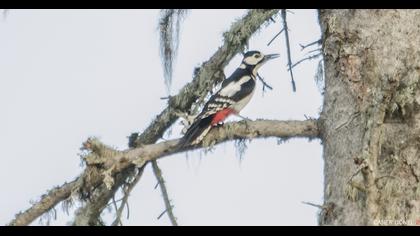 Great Spotted Woodpecker