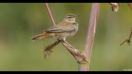 Rufous-tailed Scrub Robin