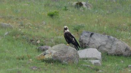 Eastern Imperial Eagle
