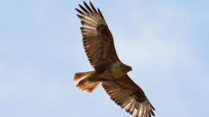 Long-legged Buzzard