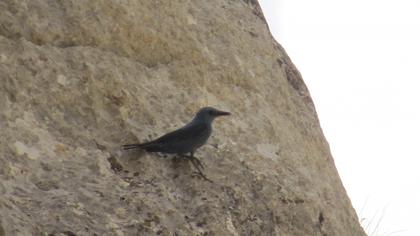 Blue Rock Thrush