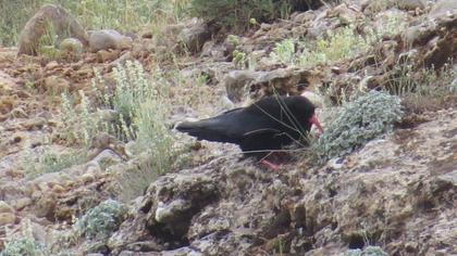 Red-billed Chough