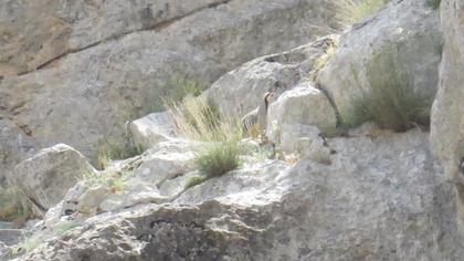 Chukar Partridge