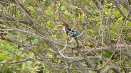 White-throated Kingfisher