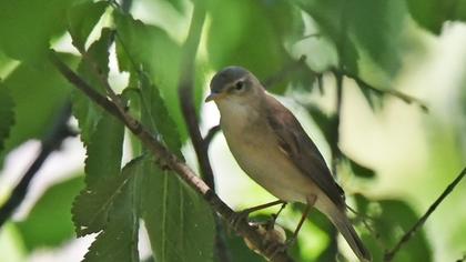 Eastern Olivaceous Warbler