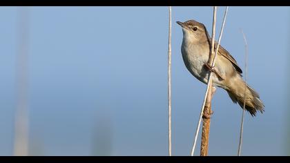 Savi`s Warbler