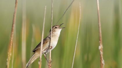 Savi`s Warbler