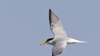 Little Tern