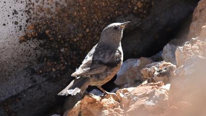 Alpine Accentor