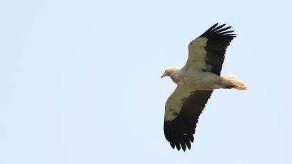 Egyptian Vulture