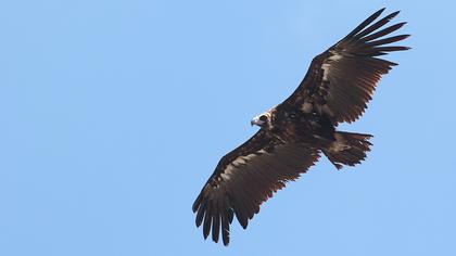 Cinereous Vulture