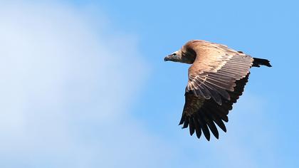Griffon Vulture