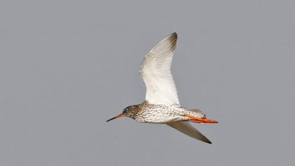 Common Redshank