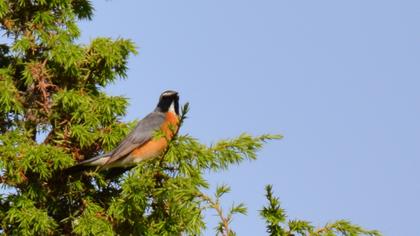 White-throated Robin