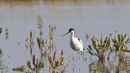 Pied Avocet