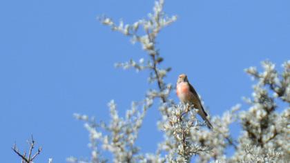 Common Linnet