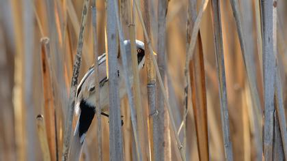 Bearded Reedling