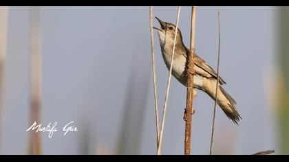 Savi`s Warbler