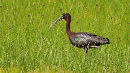 Glossy Ibis