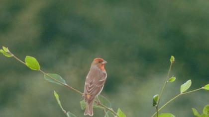 Common Rosefinch