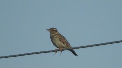 Woodlark