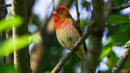 Common Rosefinch