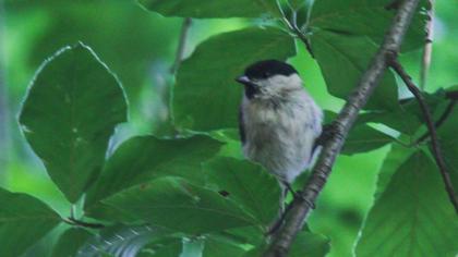 Marsh Tit