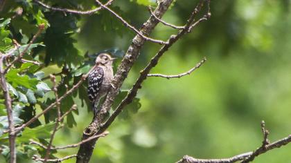 Lesser Spotted Woodpecker