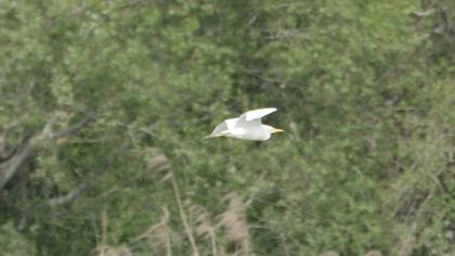 Western Cattle Egret