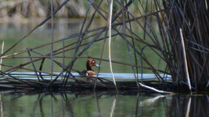 Ferruginous Duck