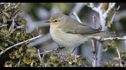 Common Chiffchaff