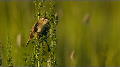 Sedge Warbler