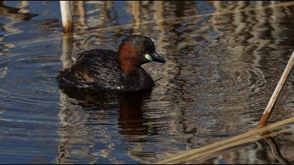 Little Grebe