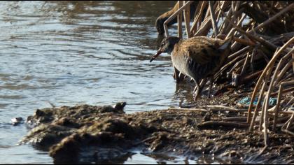 Water Rail