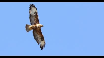 Common Buzzard