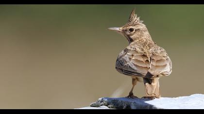 Crested Lark