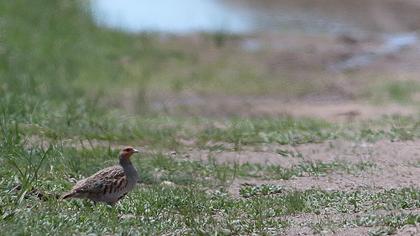 Grey Partridge