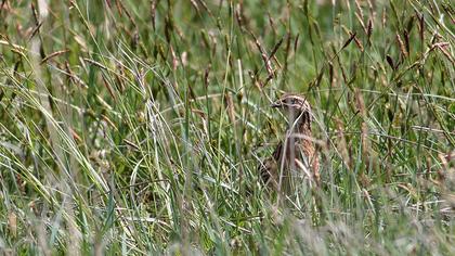 Common Quail