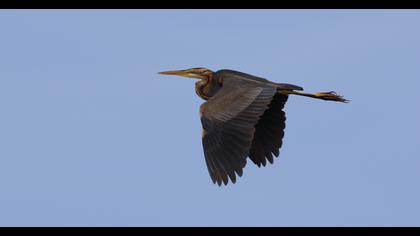Purple Heron