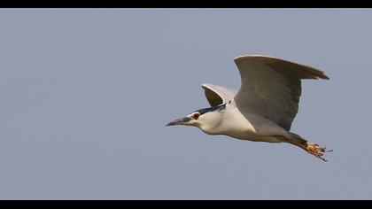 Black-crowned Night Heron