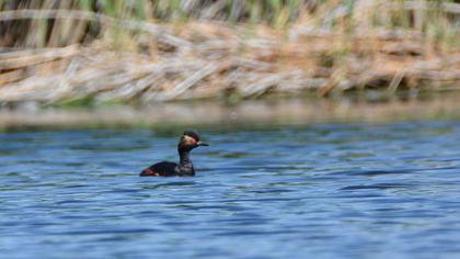 Black-necked Grebe