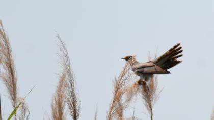 Common Cuckoo