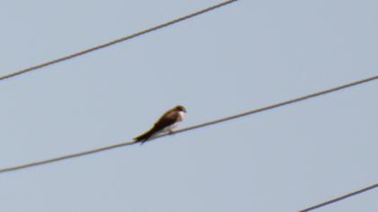 Sand Martin