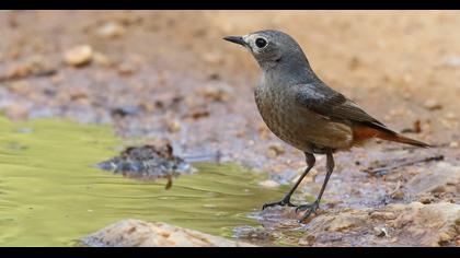 Black Redstart