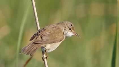 Eurasian Reed Warbler