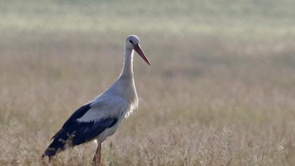 White Stork