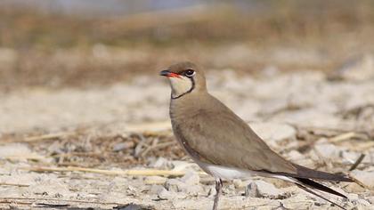 Collared Pratincole