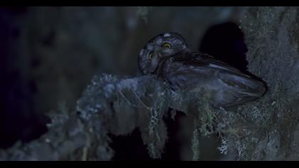 Boreal Owl